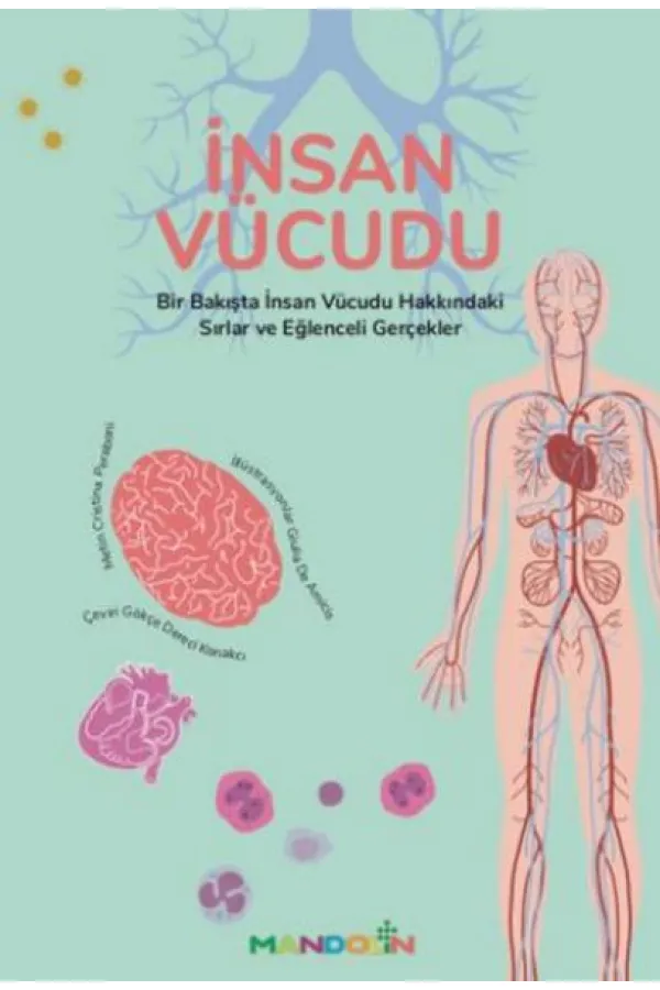 İnsan Vücudu İnsan Vücudu