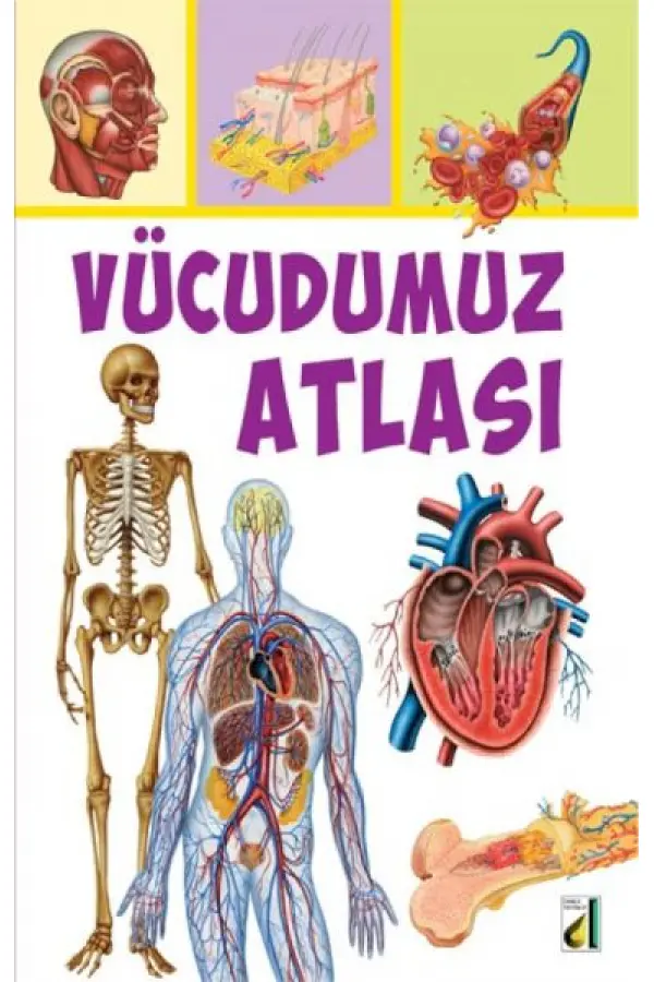 Vücudumuz Atlası Vücudumuz Atlası