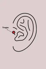 316L Çelik Gümüş Renk Pembe Zirkon Taşlı Kalp Tragus Piercing 316L Çelik Gümüş Renk Pembe Zirkon Taşlı Kalp Tragus Piercing