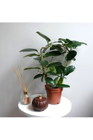 Madagaskar Yasemini Şu An Çiçeksiz (Stephanotis Floribunda) Madagaskar Yasemini Şu An Çiçeksiz (Stephanotis Floribunda)