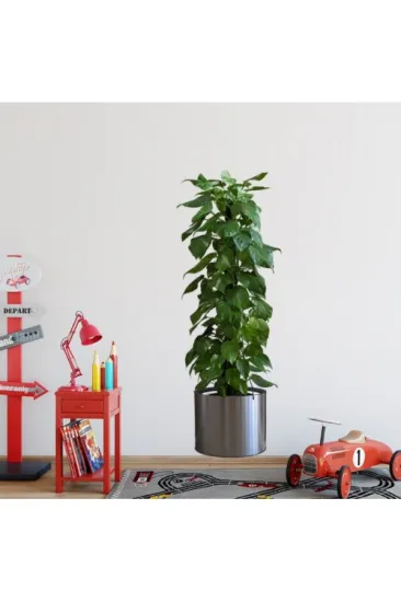 Saksılı Bitki Tasarımlı Yapışkanlı Sticker Resim 90*30 cm (5637) Saksılı Bitki Tasarımlı Yapışkanlı Sticker Resim 90*30 cm (5637)