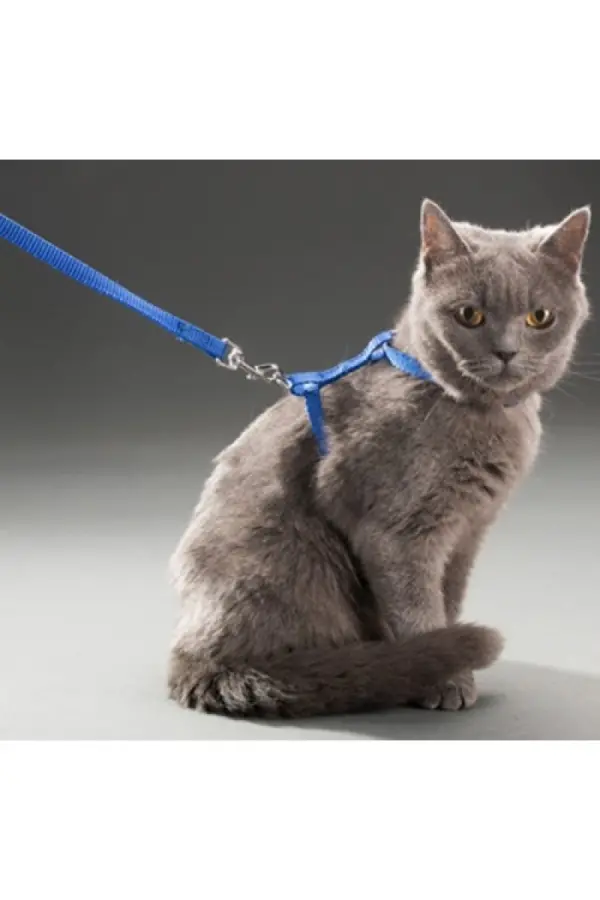 Kedi Boyun ve Göğüs Tasması Kedi Boyun ve Göğüs Tasması