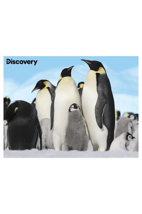 Prime 3D - Penguen Pelüş ve Selfie 48 Parça Puzzle 15809 Prime 3D - Penguen Pelüş ve Selfie 48 Parça Puzzle 15809
